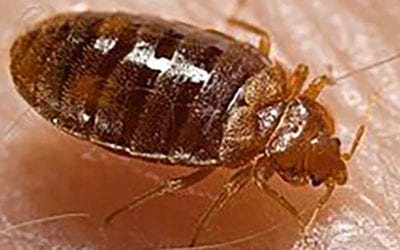 Bedbug