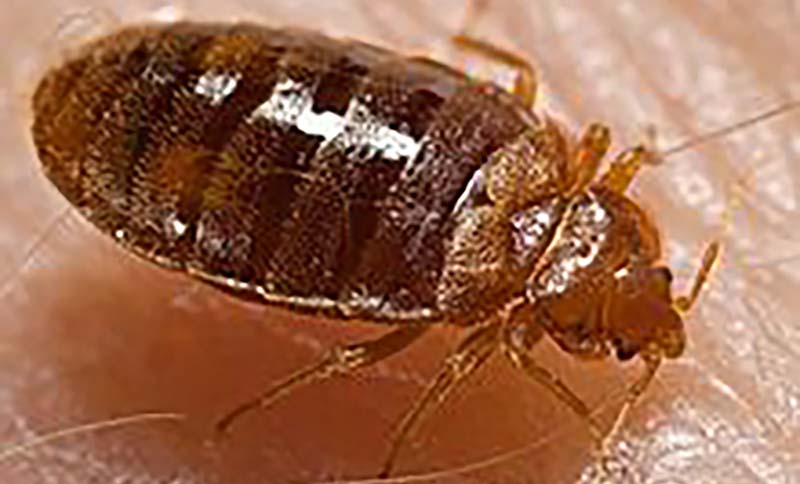 Caution: Bedbugs — Leave them in hotels