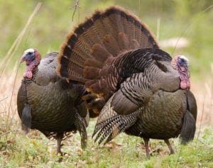 Wild Turkeys at John Heinz National Wildlife Refuge at Tinicum, Copyright © 2017 NSL Photography, All Rights Reserved.