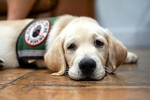 Stop emotional support animals from biting airline passengers