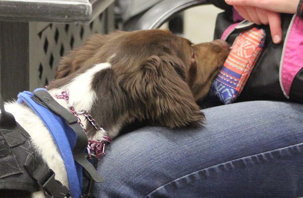 No pets on planes — here’s why you should leave yours at home