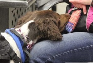 emotional support animal rules