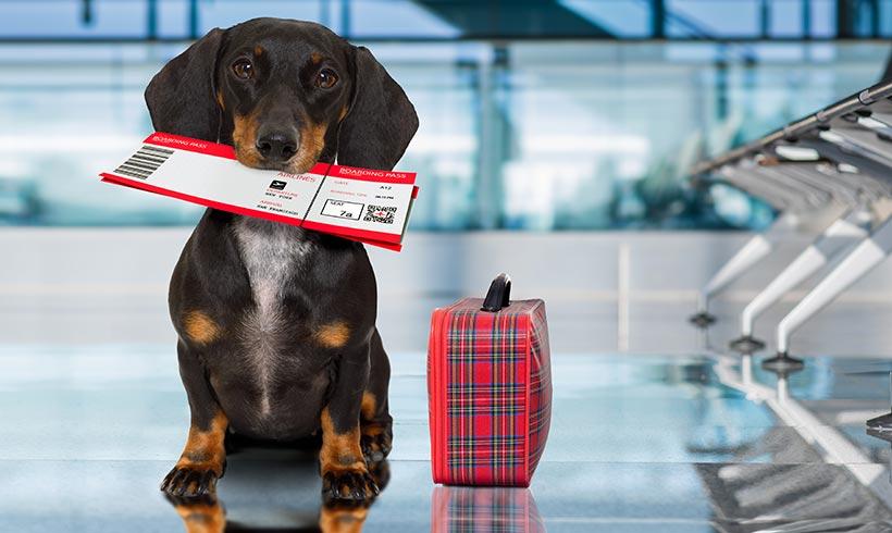 How should you travel with your pet?