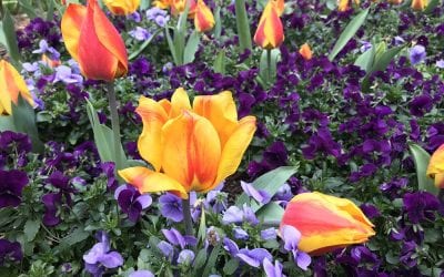 inward journey in the COVID-19 world