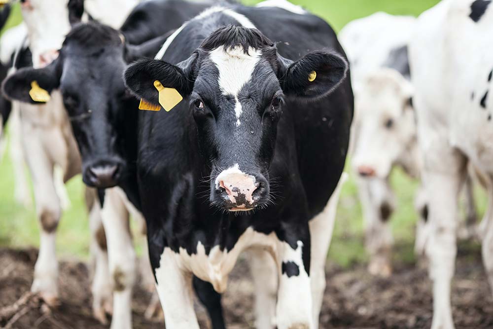 Sunday musings: Herd immunity, Museum closings, Earth vibrations