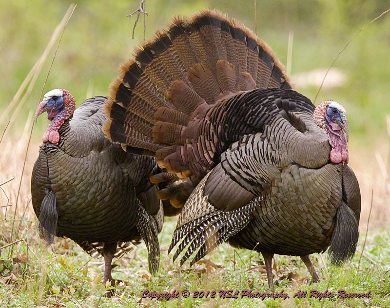 How to protect your family: Cancel Thanksgiving travel