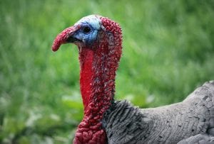 holiday travel decision