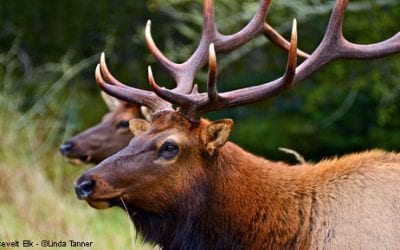 nature's little-known gems