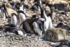 Adelie penguin with chick in center next to rock in the rookery at Brown Bluff, Antarctica, a tuya located at the northern tip of the Antarctic Peninsula. (The chick is all black.)