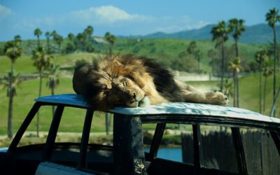 Lion on top of old Range Rover Copyright © 2023 NSL Photography. All Rights Reserved.