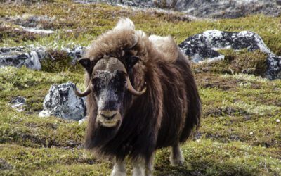 Muskox at Renodde, Scoresby Sund, Greenland Copyright © 2023, NSL Photography. All Rights Reserved. All TDM and AI Training are Prohibited.