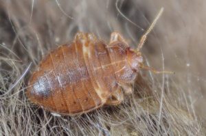 Bedbugs invade Paris