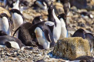 Adelie penguin with chick in center next to rock in the rookery at Brown Bluff, Antarctica, a tuya located at the northern tip of the Antarctic Peninsula. (The chick is all black.)