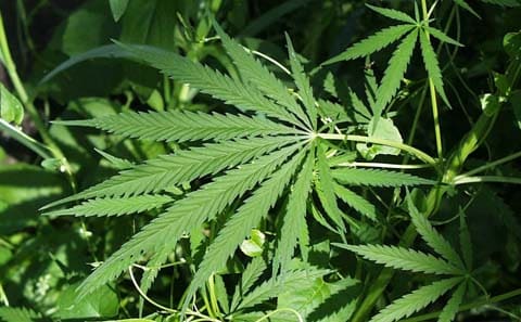 Is there marijuana testing for driving under the influence (DUI)?